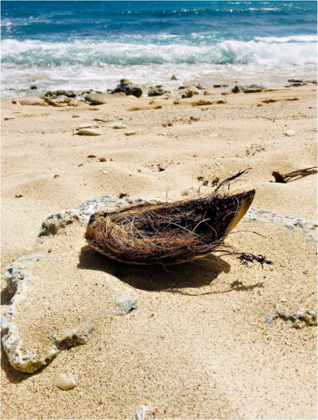 Main image Lost Coconut