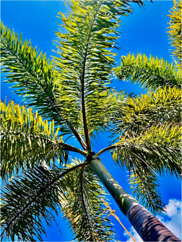 Main image Caribbean Veil